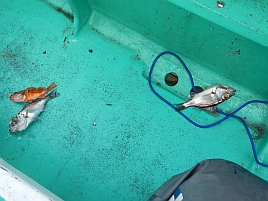 アカムツどころか魚信が一度もなく城ヶ島沖で大撃ち～ん