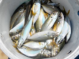 ヒラソウダ…こんな美味い魚が釣れ盛る伊豆の海恐るべし