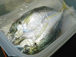 夏のアジすごい♪　脂のりのり金アジ干物を北海道へ発送