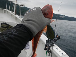 本日、大人はウィリーにおさわり禁止…カイワリほげたぞ