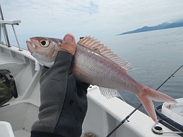 本日、大人はウィリーにおさわり禁止…カイワリほげたぞ