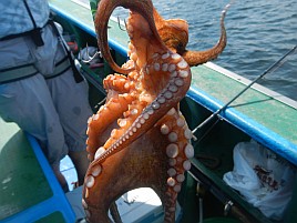 タコを釣ったらキャーキャー騒ぐへたれなおっさんが8杯♪