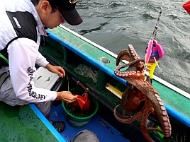 今年はタコの湧き…イマイチなの？ 名人が20匹釣ってない