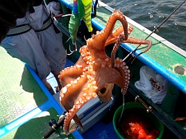 タコを釣ったらキャーキャー騒ぐへたれなおっさんが8杯♪