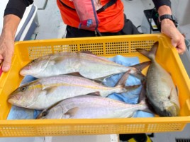 宇佐美でカンパチ釣れてるのにカイワリングもしたいのに