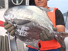 「魚が食べたい」マナガツオのお刺身を見て釣りてぇええ