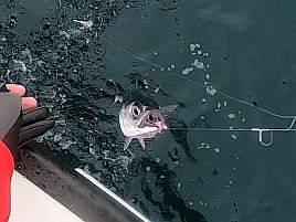 小サバ湧いてカイワリお留守。カンパチはいてくれたよ～