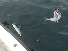 小サバ湧いてカイワリお留守。カンパチはいてくれたよ～