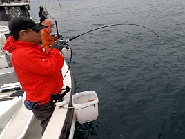 小サバ湧いてカイワリお留守。カンパチはいてくれたよ～