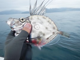 小サバ湧いてカイワリお留守。カンパチはいてくれたよ～