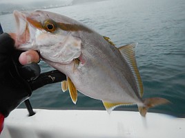 宇佐美でカンパチ釣れたり剣崎のハナダイ始まりそうだし