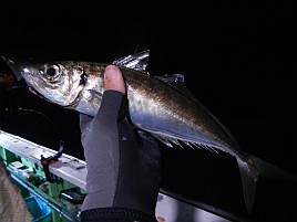 萬栄丸半夜クロムツ初戦はサバ禍で失速も16匹でえっへん