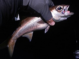 萬栄丸半夜クロムツ初戦はサバ禍で失速も16匹でえっへん