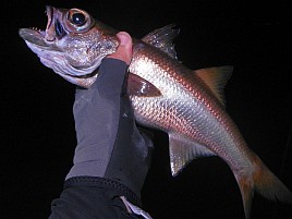 萬栄丸半夜クロムツ初戦はサバ禍で失速も16匹でえっへん