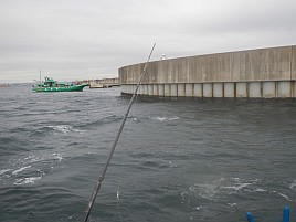 海堡で順調→竹岡砂漠→海堡に戻りカワハギ開幕戦は11匹