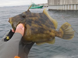 海堡で順調→竹岡砂漠→海堡に戻りカワハギ開幕戦は11匹