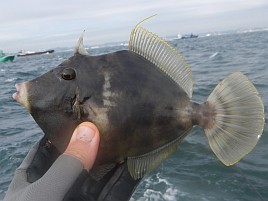 海堡で順調→竹岡砂漠→海堡に戻りカワハギ開幕戦は11匹