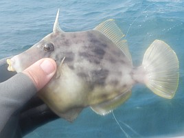 海堡で順調→竹岡砂漠→海堡に戻りカワハギ開幕戦は11匹