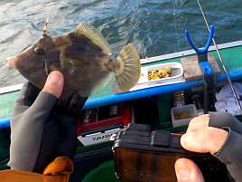 海堡で順調→竹岡砂漠→海堡に戻りカワハギ開幕戦は11匹