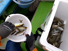 ベイブリアジ釣れてるな～アカクラゲ前に釣りデートかな