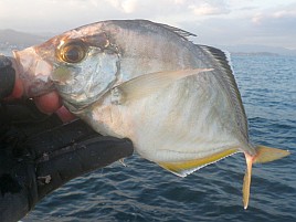 バラシ多数で大苦戦。でも25センチ級カイワリ2匹を独占