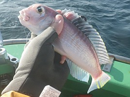 山下丸アマダイ初挑戦は良型獲れずも5匹釣れてまずまず