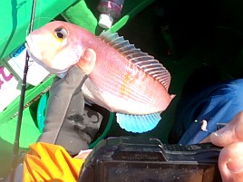 山下丸アマダイ初挑戦は良型獲れずも5匹釣れてまずまず