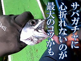 【動画】サバガチャで当たればクロムツ相手にズーピク!!