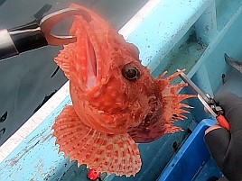 鴨川沖浅場の根魚五目はオニカサゴやアオハタ、キントキも