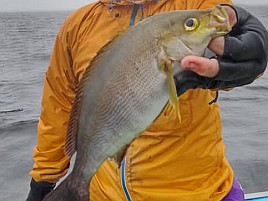 内臓脂肪たっぷり久里浜沖メタボイサキがすごく気になる