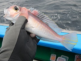 誘うとキダイもサバも食わない海にこてんぱんにされたよ