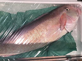 シロアマダイ2キロで約10万円。釣りたい…まじ釣りたい