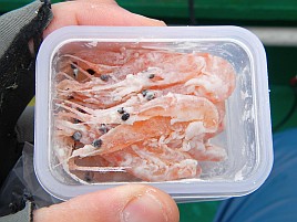 魚信を出せず心荒む展開も熟アマダイ（45）に慰められる