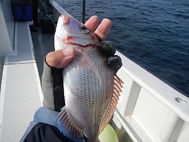 ウィリーもカブラも無視するカイワリなんて大嫌いだぁあ