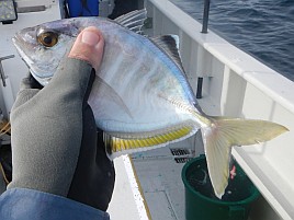 ウィリーもカブラも無視するカイワリなんて大嫌いだぁあ