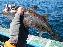 昼までノーガコッ伝説継続…ヤヴァいかもで一度だけガコッ