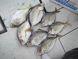 痛風発作警戒でしばらく少量で満足度の高い魚を狙いたい