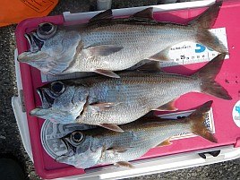 城ヶ島沖クロムツは魚信少なめも釣れれば大満足サイズで♪