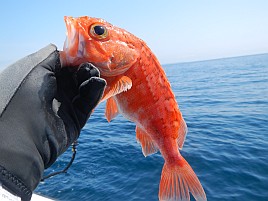 城ヶ島沖クロムツは魚信少なめも釣れれば大満足サイズで♪