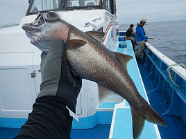 城ヶ島沖クロムツは魚信少なめも釣れれば大満足サイズで♪