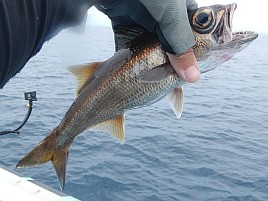 城ヶ島沖クロムツは魚信少なめも釣れれば大満足サイズで♪