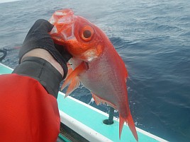 人生二度目の新島キンメは…底も魚信も取れず大撃ち～んw