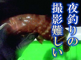 【動画】夜釣りに茶色の竿は最悪の選択だったかもと反省