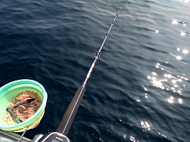 隣でキハダ26キロ＋カツオ3.6キロ…でも、僕はノーピク