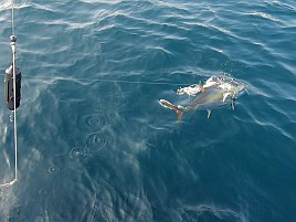隣でキハダ26キロ＋カツオ3.6キロ…でも、僕はノーピク