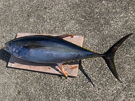 隣でキハダ26キロ＋カツオ3.6キロ…でも、僕はノーピク