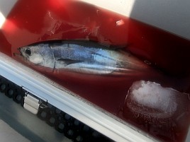 隣でキハダ26キロ＋カツオ3.6キロ…でも、僕はノーピク