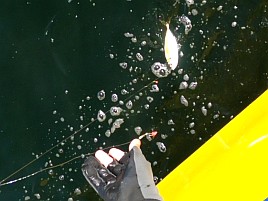 猛暑日に釣りは本当にあかん…脇腹攣って船上で悶絶したよ