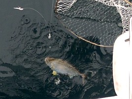 元気なのはサバとカマスだけで美味しいお刺身はいずこへ？