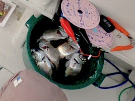 唯一のこれは!?な魚信は奪食いで…伊豆アカムツまたも撃沈